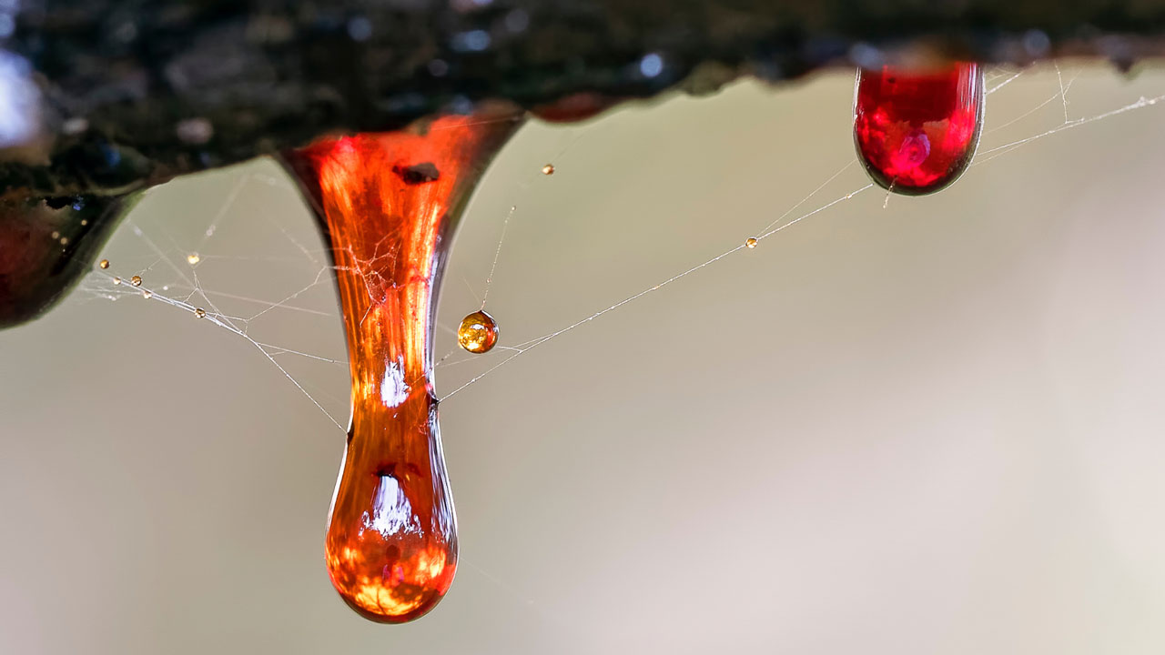 How To Remove Tree Sap From Your Car 